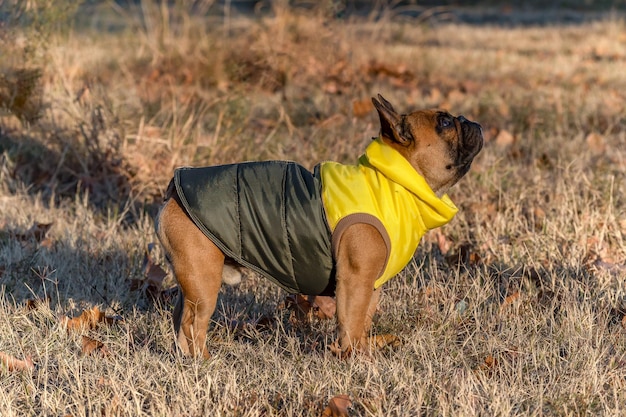 French bulldog with coat in autumn