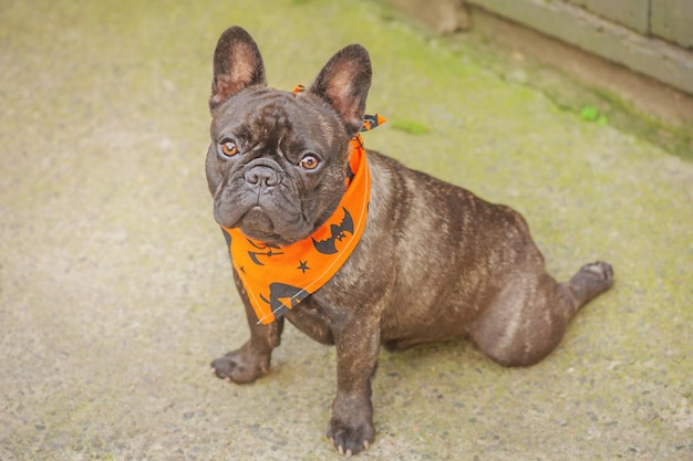 French bulldog in the yard A dog in an orange bandana for Halloween