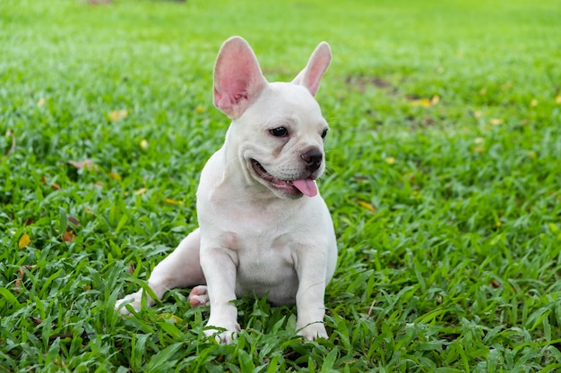 French Bulldog