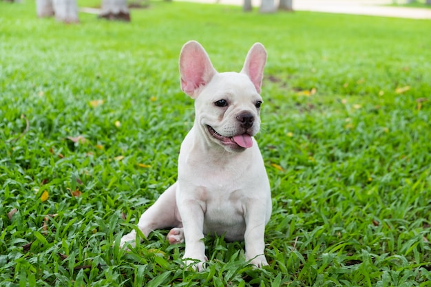 French Bulldog