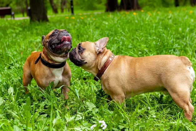 French bulldogs play in the park on the grass