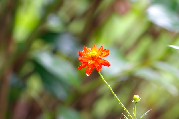 French Marigold yellow flower Tagetes patula