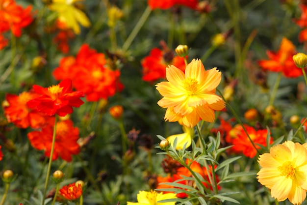 French Marigold yellow flower Tagetes patula