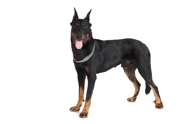 French shepherd dog, sheepdog on white background. Beauceron clever domestic animal