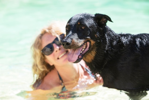 French shepherd and swimming pool