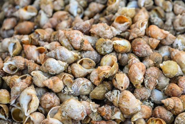 French whelks bulot at the market of Dieppe in France