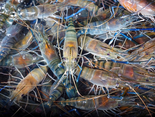 Fresh alive river prawn under clear water raw food ingredient