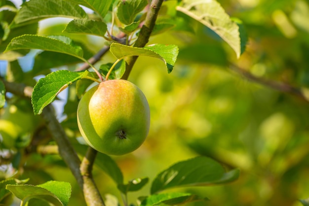 Fresh apple in the garden Fresh apple in the tree