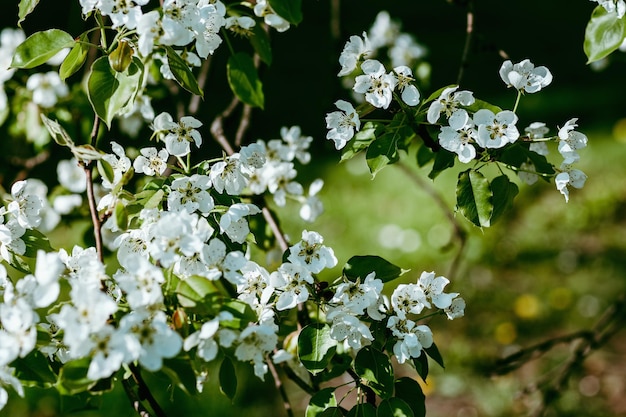 Fresh apple tree branch with white flowers in a garden Spring concept Dark moody picture soft selective focus copy space