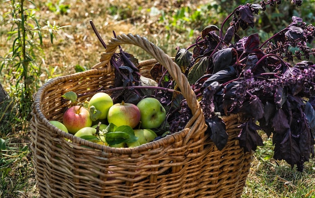 Fresh apples in a basket summer garden in the summer garden countryside