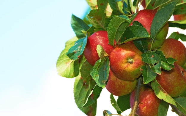 Fresh apples Fresh apples in natural setting on white background