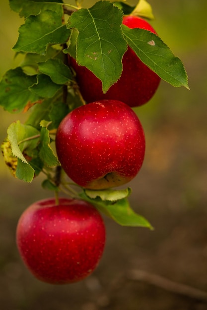 Fresh apples from the orchard. Apple harvest ready to be picked.