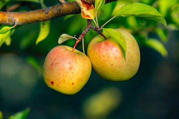 Fresh apples from the orchard.