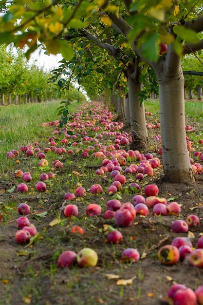 Fresh apples from the orchard.