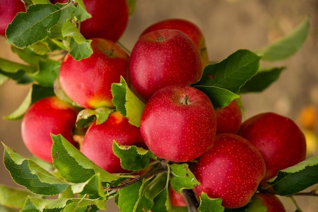 Fresh apples from the orchard