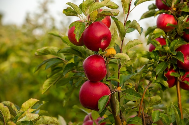 Fresh apples from the orchard.