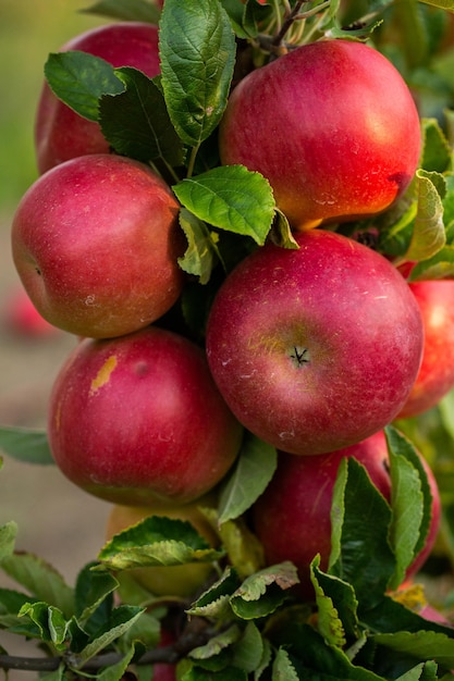 Fresh apples from the orchard.