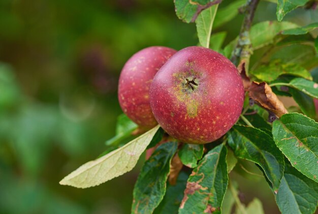 Fresh apples in natural setting Fresh apples in natural setting