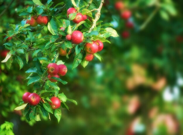 Fresh apples in natural setting Fresh apples in natural setting