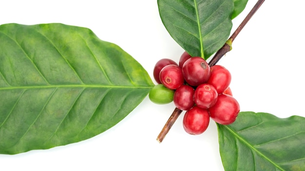 Fresh Arabica coffee beans and leaves on a white background.