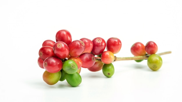 Fresh arabica coffee beans on white background.