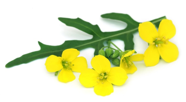 Fresh arugula or rucola leaves with flower over white background