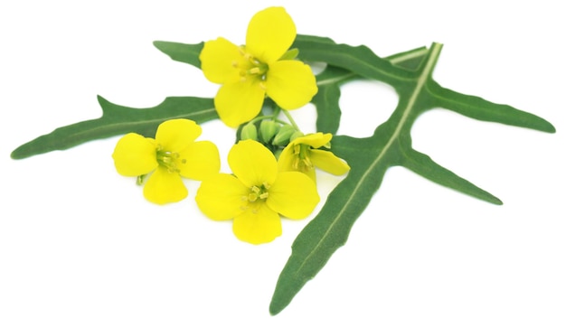 Fresh arugula or rucola leaves with flowers over white background