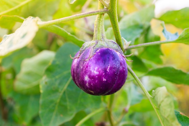 fresh aubergine on vegetable garden