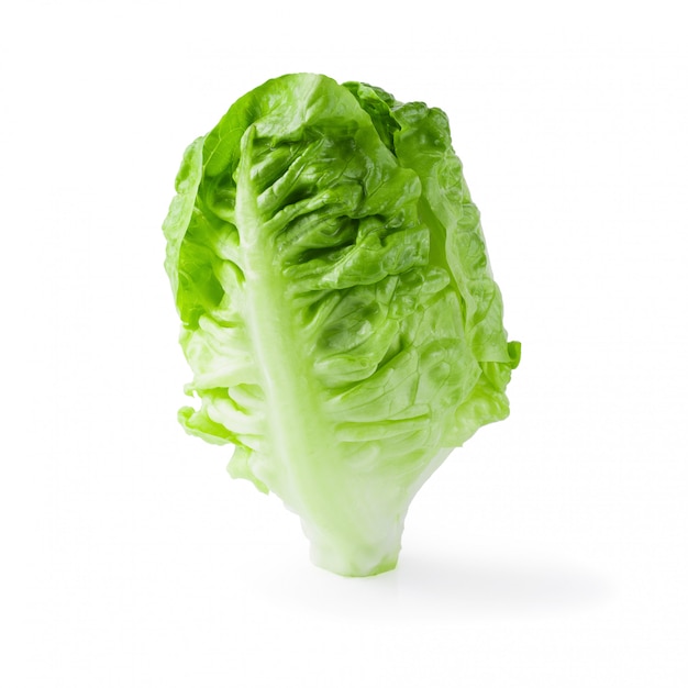 Fresh baby Cos Lettuce Isolated over the White Background.