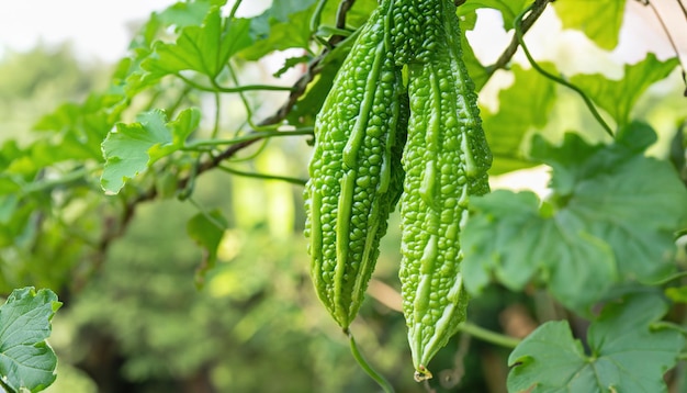 Fresh baby green bitter gourd on a tree in the garden