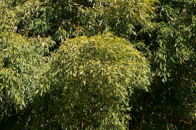 Fresh Bamboo Trees In Forest With Blurred Background