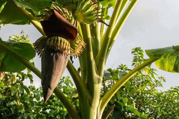 Fresh banana blossom in the evening.