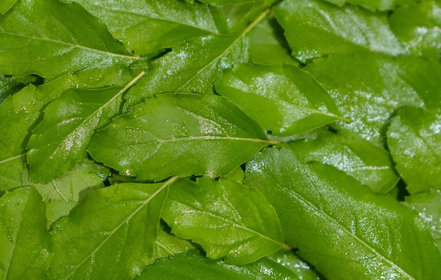 Fresh basil background. Ready to be a herb for cooking popular Thai dishes called Pad Krapow