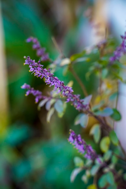 Fresh basil and blossom in the plantation