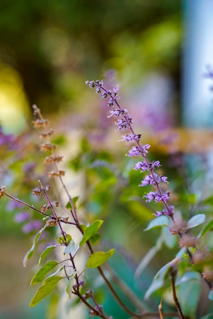 Fresh basil and blossom in the plantation