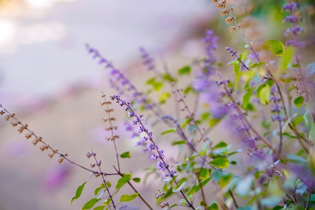 Fresh basil and blossom in the plantation