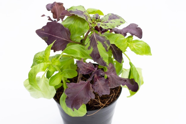 Fresh basil growing in black pot