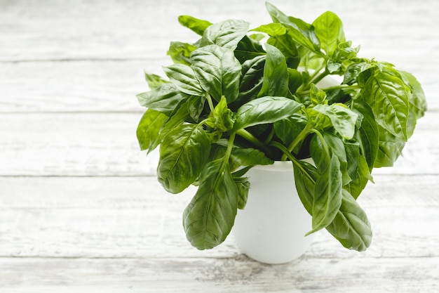 Fresh basil herb in flower pot on the white table on white background