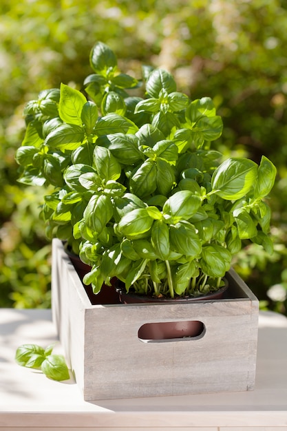 Fresh basil herbs in wooden container in garden