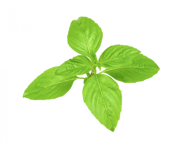 Fresh basil isolated on white background