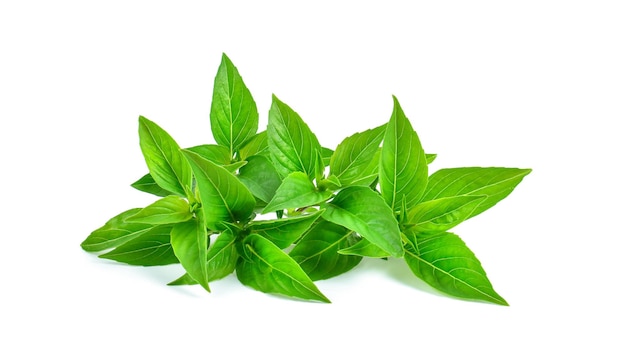 Fresh basil leaf isolated on white background