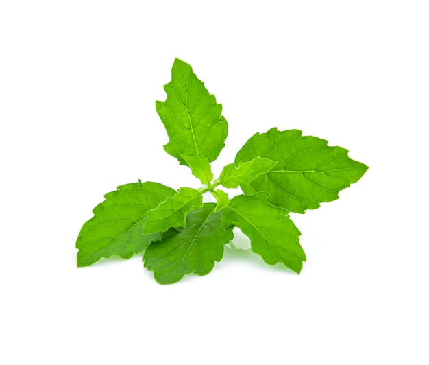 Fresh basil leaf isolated on white wall