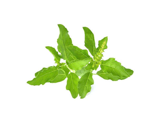 Fresh basil leaf isolated on white