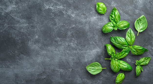 Fresh basil leaves on a black background