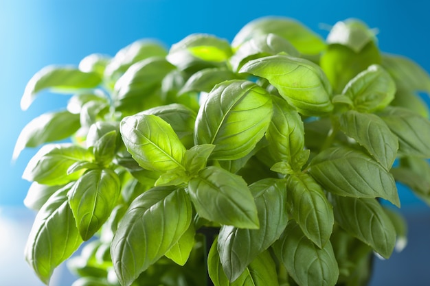 Fresh basil leaves herb background