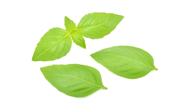 Fresh basil leaves isolated on white background