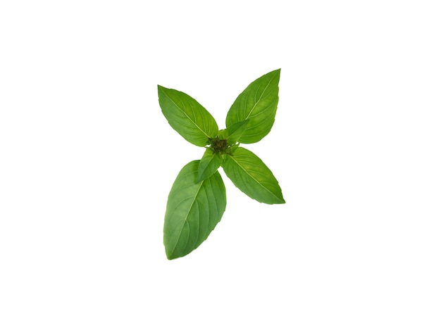 Fresh basil leaves isolated on white background