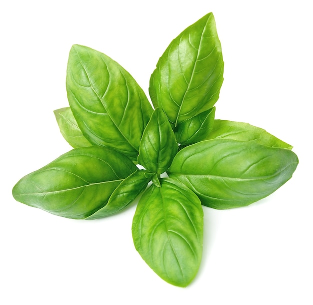 Fresh basil leaves isolated on white