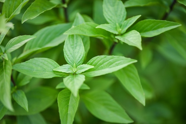 Fresh basil leaves plant tree on nature  / Asian thai green basil leaf