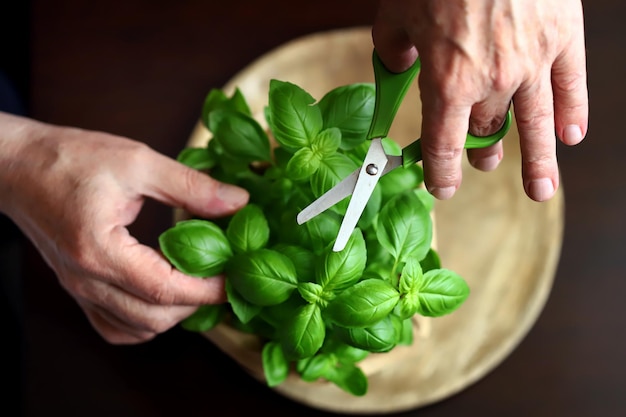 Fresh basil leaves in a pot on a dark background